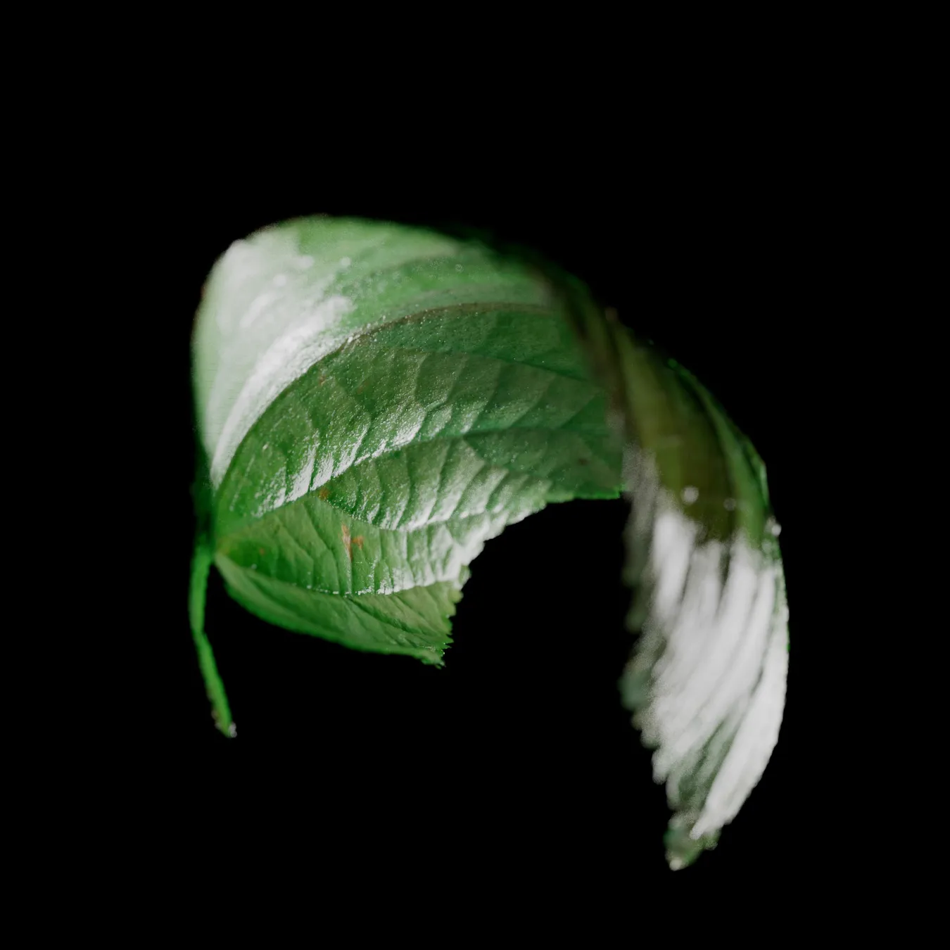 Leaf Research